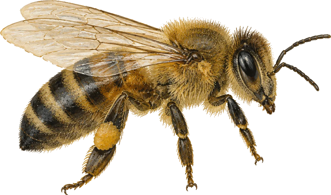 Illustration of a honeybee, the specimen for Wild Signal GEO services — generative engine optimization that makes brands the answer in ChatGPT, Claude, Gemini, and Perplexity.