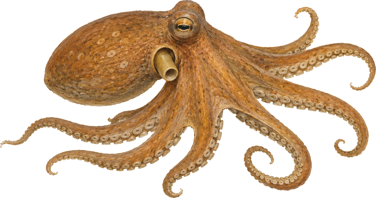 Illustration of a common octopus, the specimen for Wild Signal integrated full-service work — PR, creative, content, paid, social, and GEO from one team.