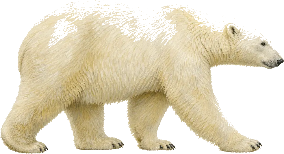 Illustration of a polar bear, the specimen for Wild Signal travel and tourism practice — GEO and PR for tourism boards, destinations, and travel brands.