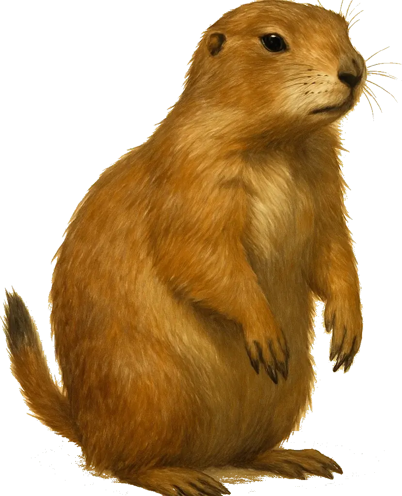 Illustration of a prairie dog, the specimen for Wild Signal marketing insights.